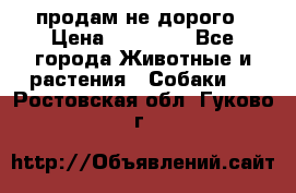 продам не дорого › Цена ­ 10 000 - Все города Животные и растения » Собаки   . Ростовская обл.,Гуково г.